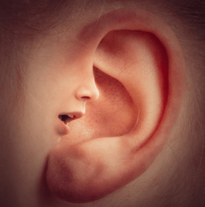 Menschliches Ohr - Glarean Magazin