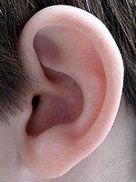 Sympathie-/Empathie-Organ: Das menschliche Ohr